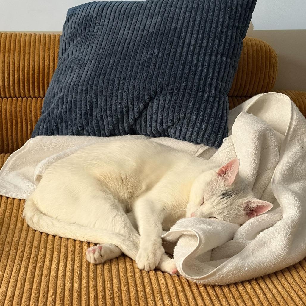 Enlarge Gracie, a Adoptable Domestic Short Hair in New York, NY image 1/5