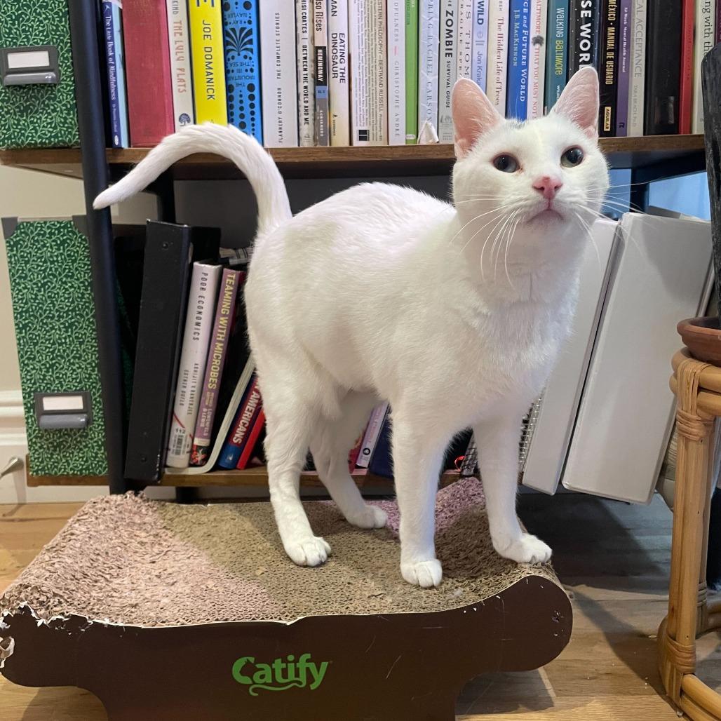 Enlarge Gracie, a Adoptable Domestic Short Hair in New York, NY image 2/5