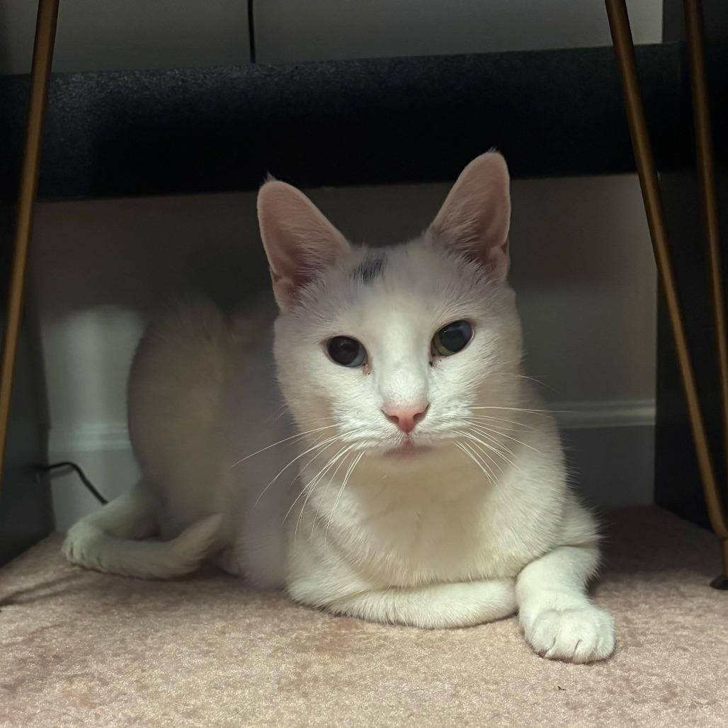 Enlarge Gracie, a Adoptable Domestic Short Hair in New York, NY image 3/6