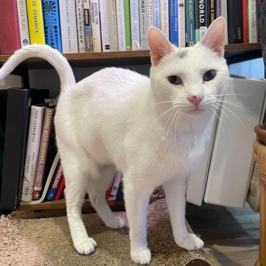 Enlarge Gracie, a Adoptable Domestic Short Hair in New York, NY image 3/5