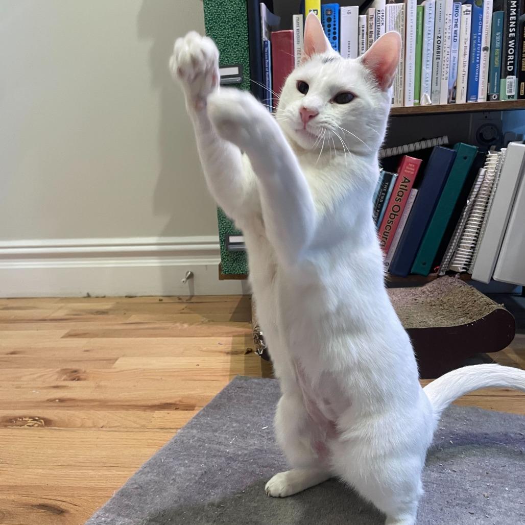 Enlarge Gracie, a Adoptable Domestic Short Hair in New York, NY image 4/5