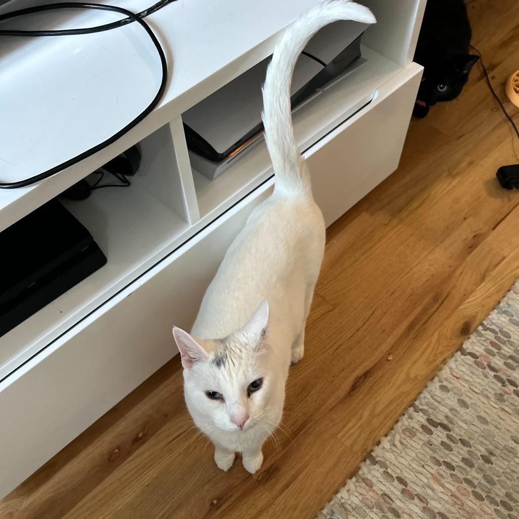 Enlarge Gracie, a Adoptable Domestic Short Hair in New York, NY image 5/5