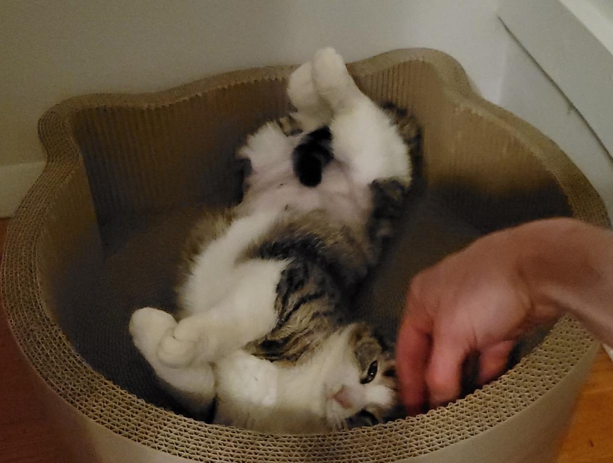 Enlarge Bean, an adopted Tabby in Bear, DE image 3/3