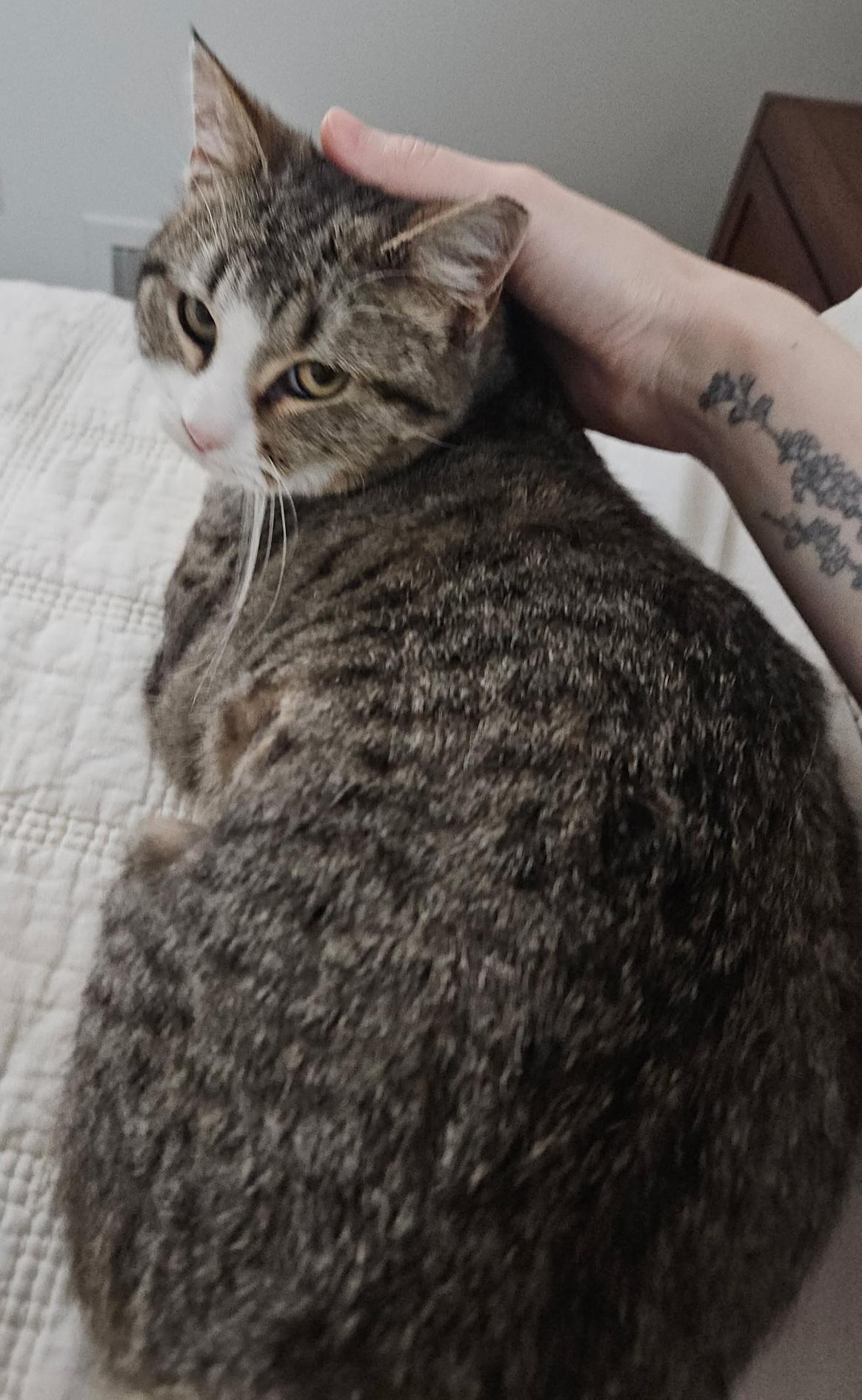 Enlarge Bean, an adopted Tabby in Bear, DE image 2/3