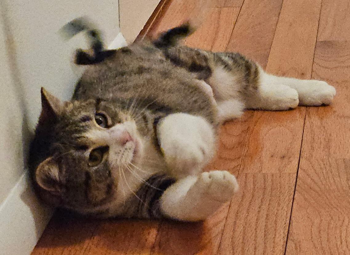 Bean, adopted, Young Female Tabby.