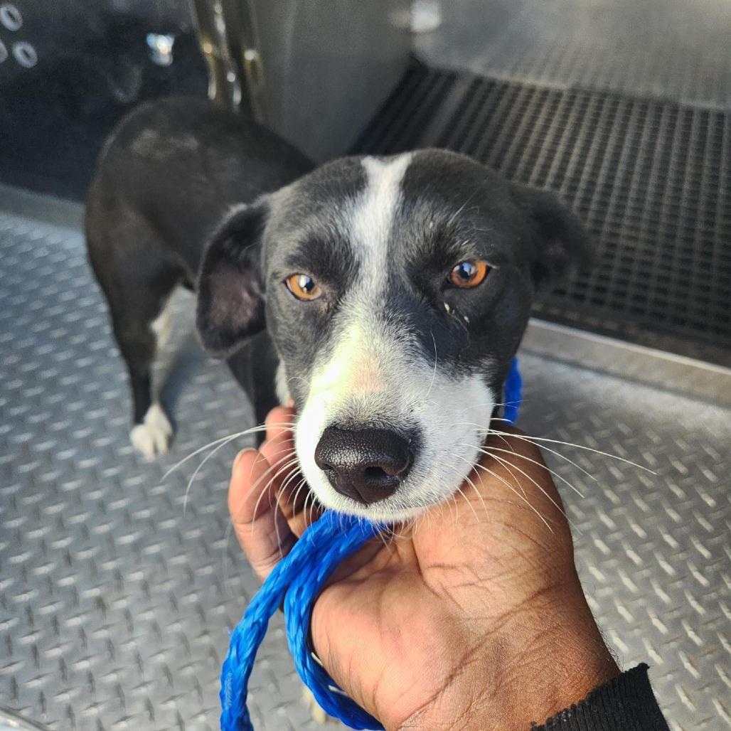 Canary, Adoptable, Adult Female Border Collie.