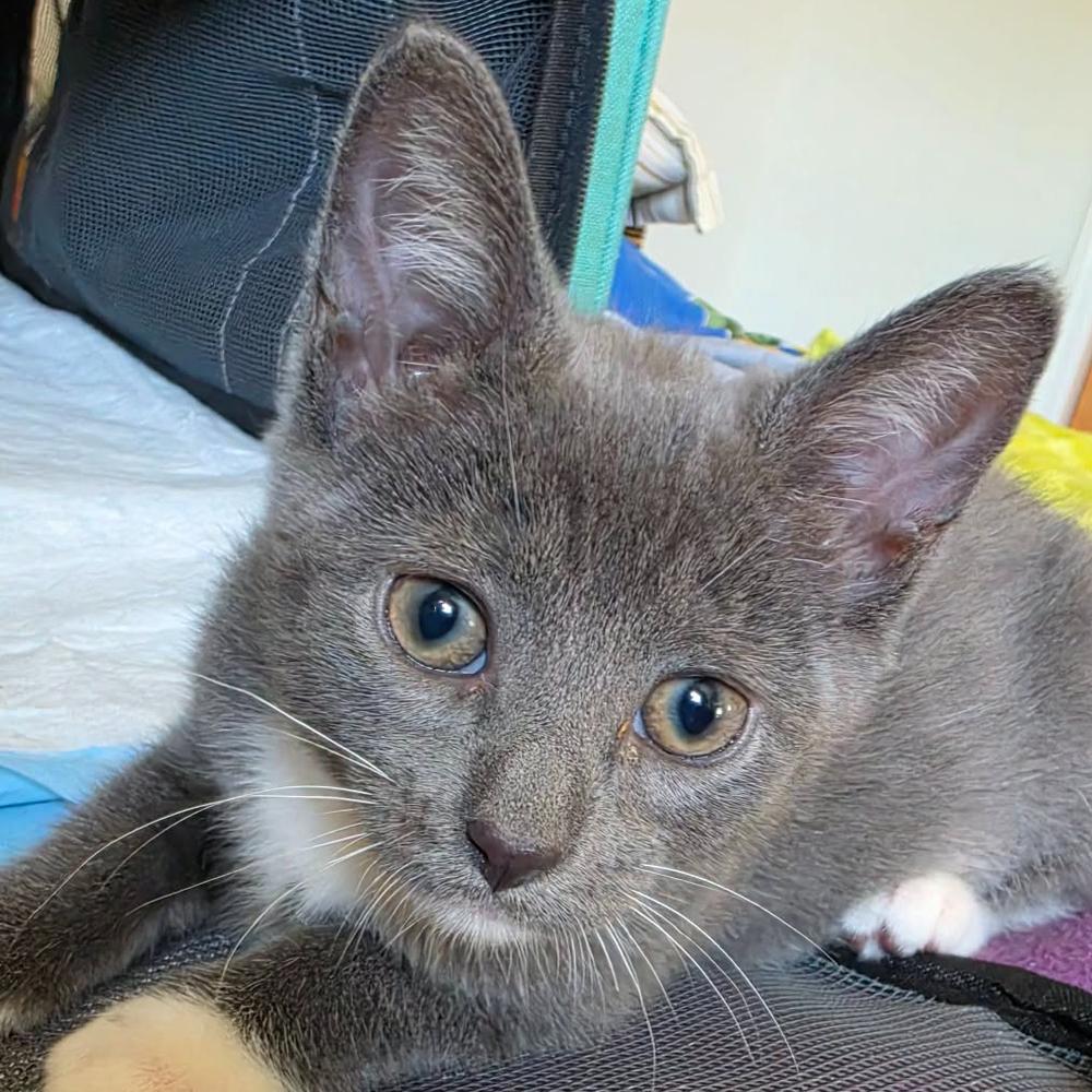 Enlarge Cece, a Adoptable mixed breed in Chicago, IL image 2/2