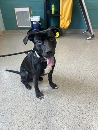 Casey Jones (in foster)