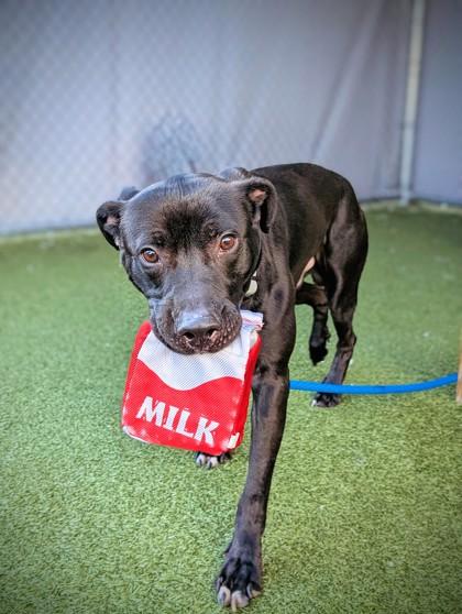 Casey Jones (in foster) — thumbnail 3