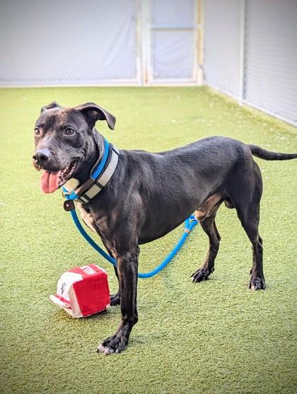 Casey Jones (in foster) — thumbnail 6