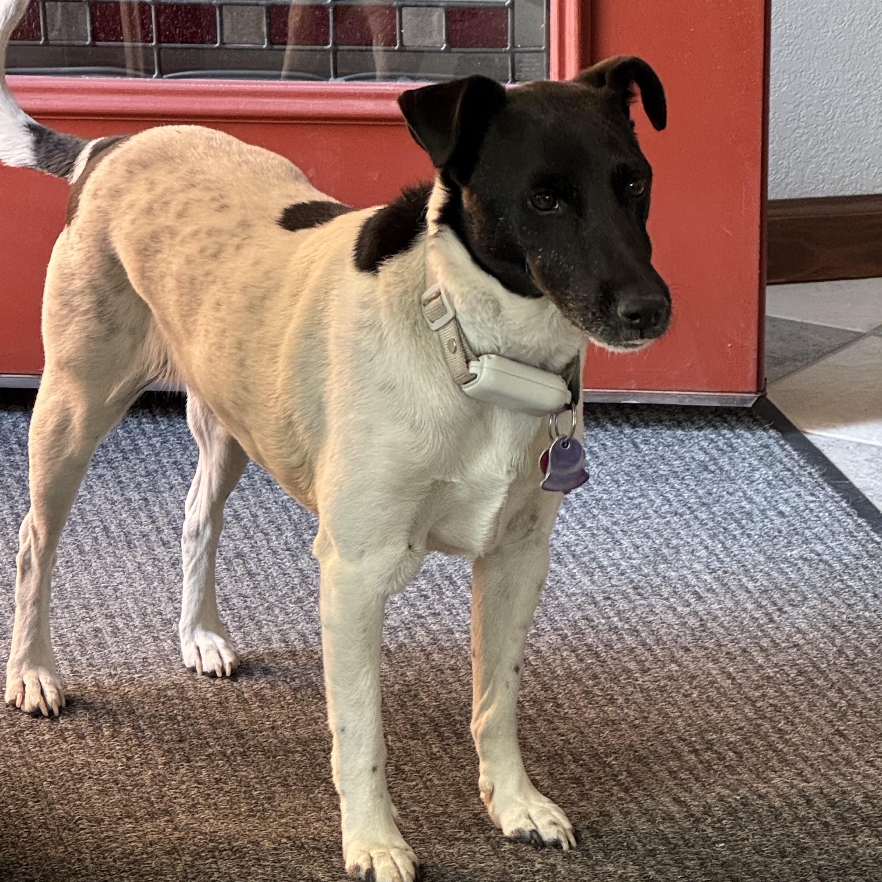 ARCHIE, Adopted, Adult Male Jack Russell Terrier & Rat Terrier.
