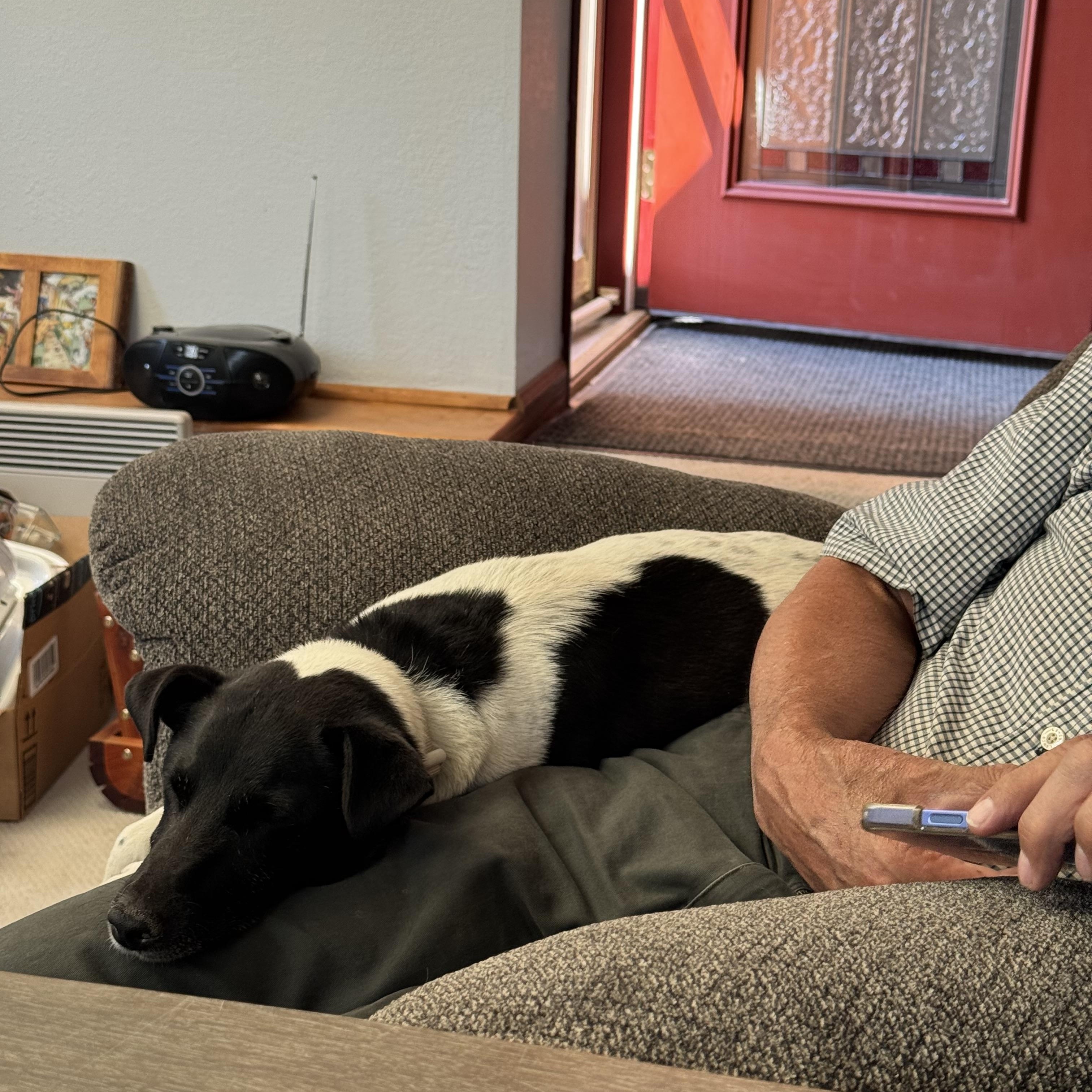 Enlarge ARCHIE, a Adopted mixed breed in Dubois, WY image 2/5