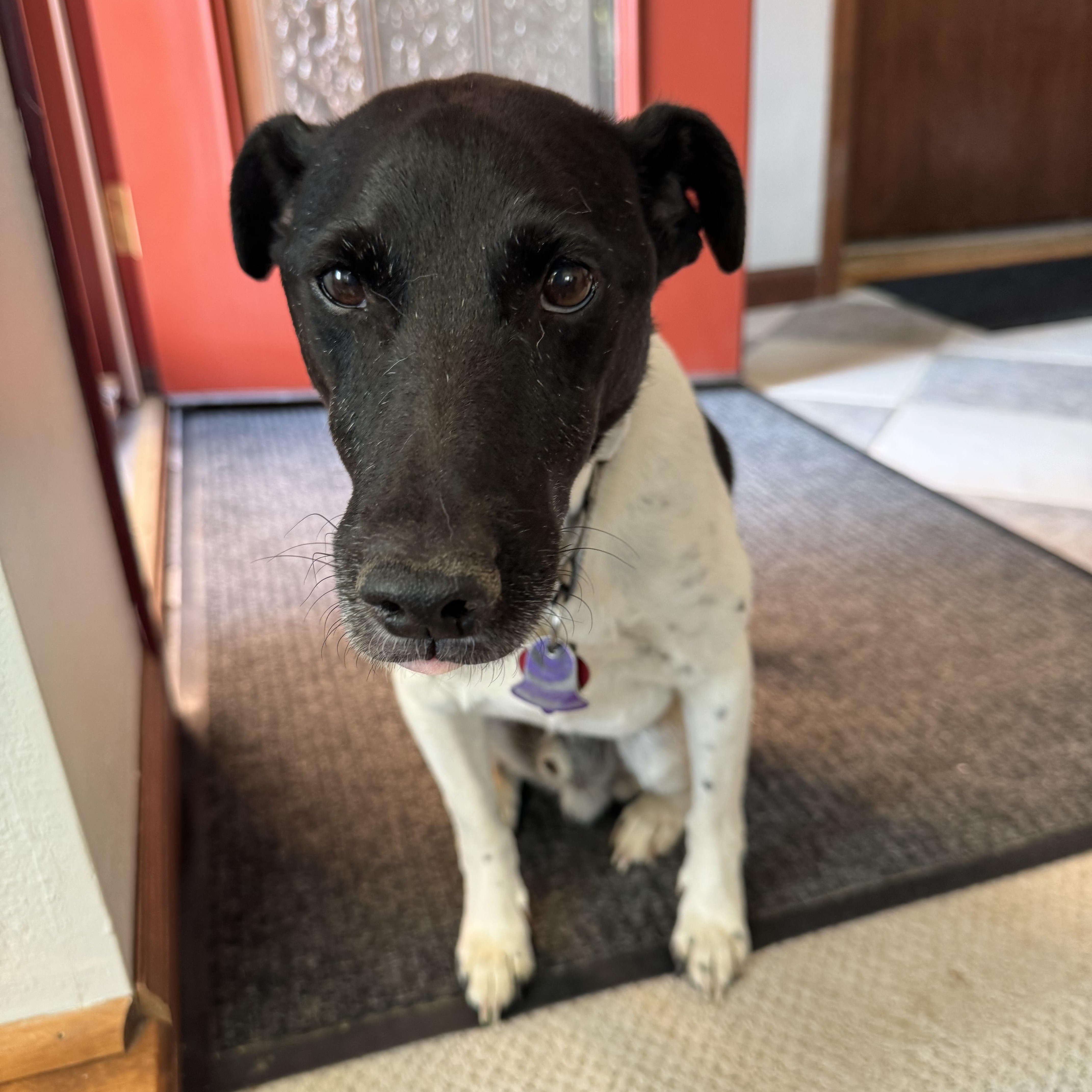 Enlarge ARCHIE, a Adopted mixed breed in Dubois, WY image 3/5