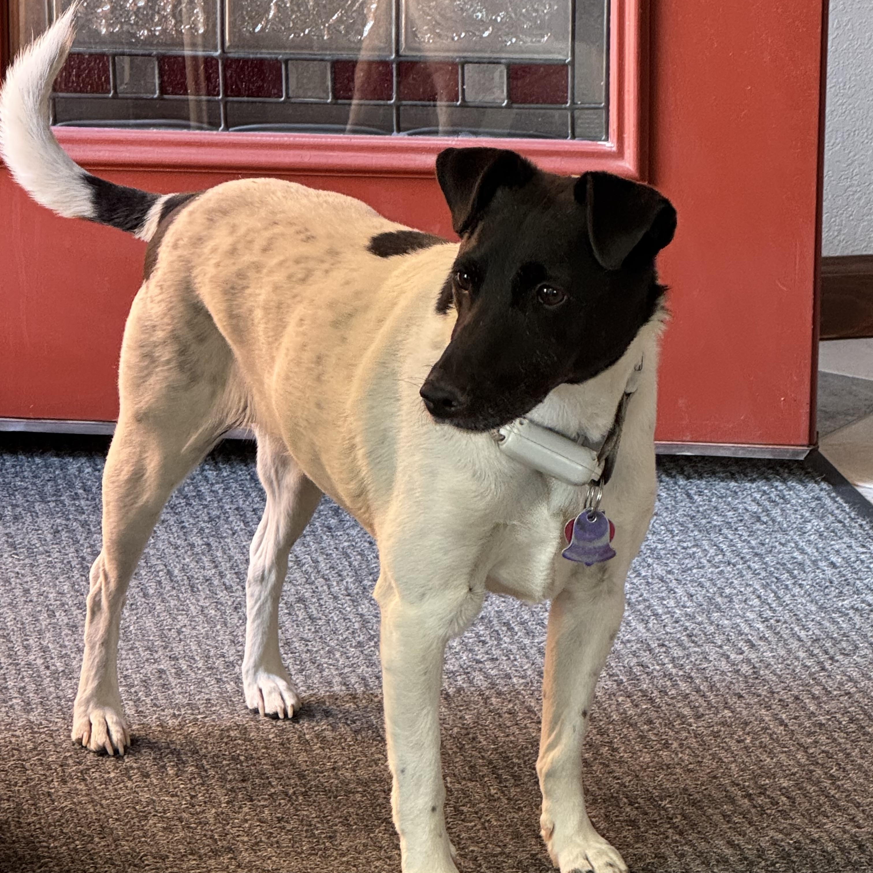 Archie