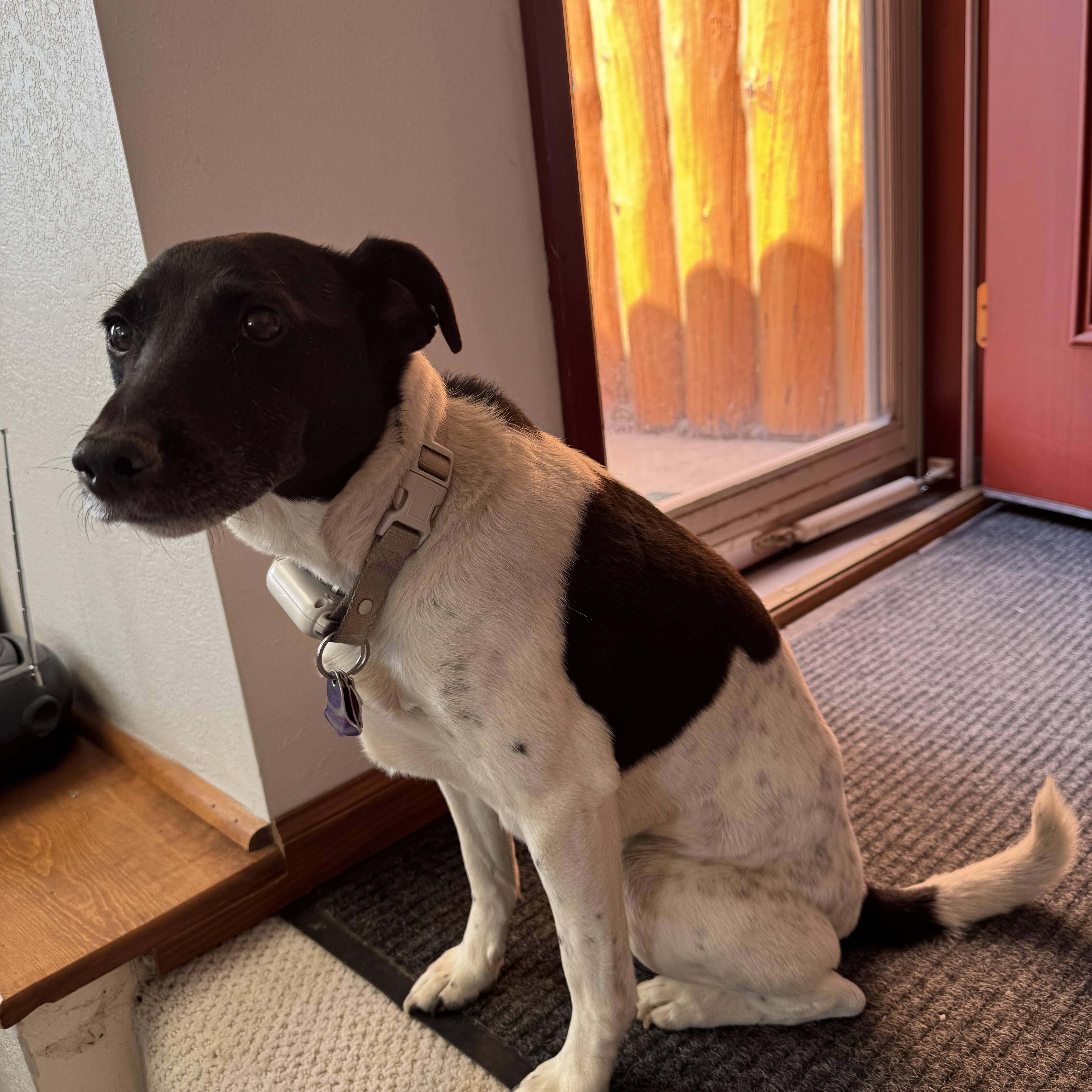 Enlarge ARCHIE, a Adopted mixed breed in Dubois, WY image 5/5