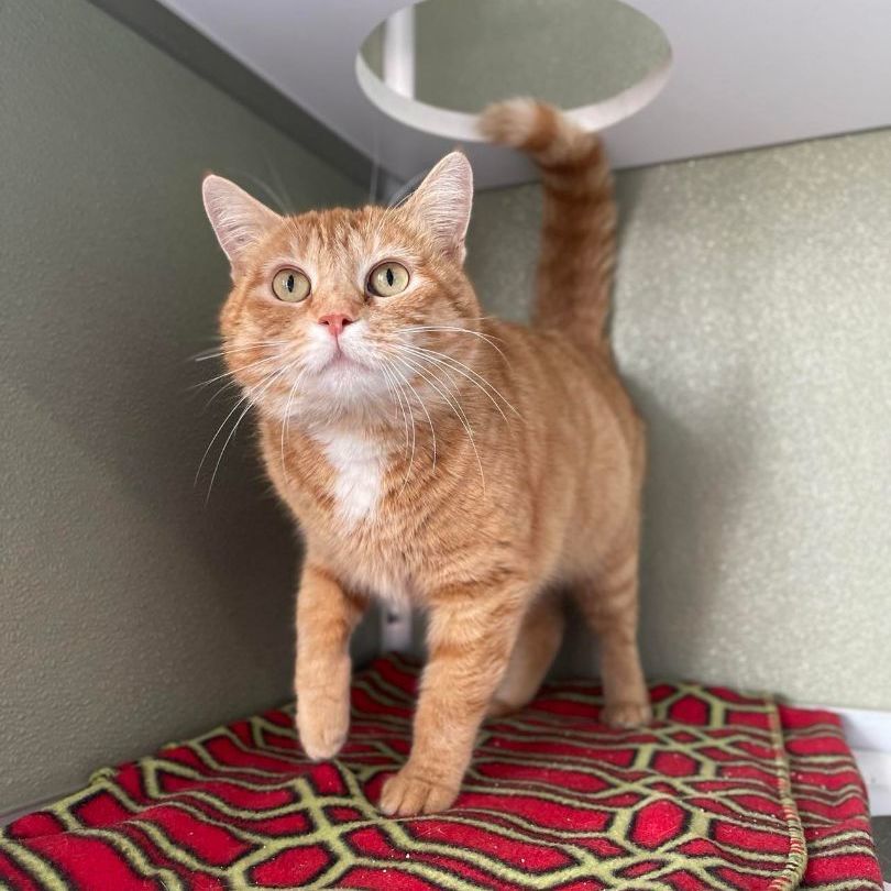 Enlarge Fromage, an adoptable mixed breed in Penn Yan, NY image 4/5