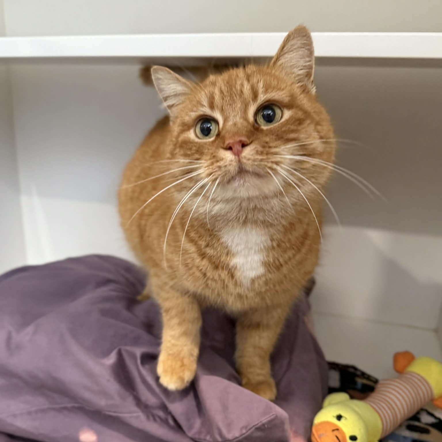 Enlarge Fromage, an adoptable mixed breed in Penn Yan, NY image 3/5