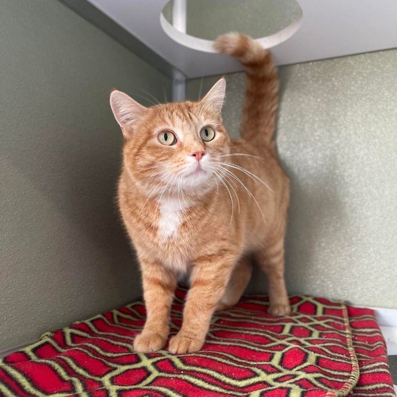 Enlarge Fromage, an adoptable mixed breed in Penn Yan, NY image 5/5