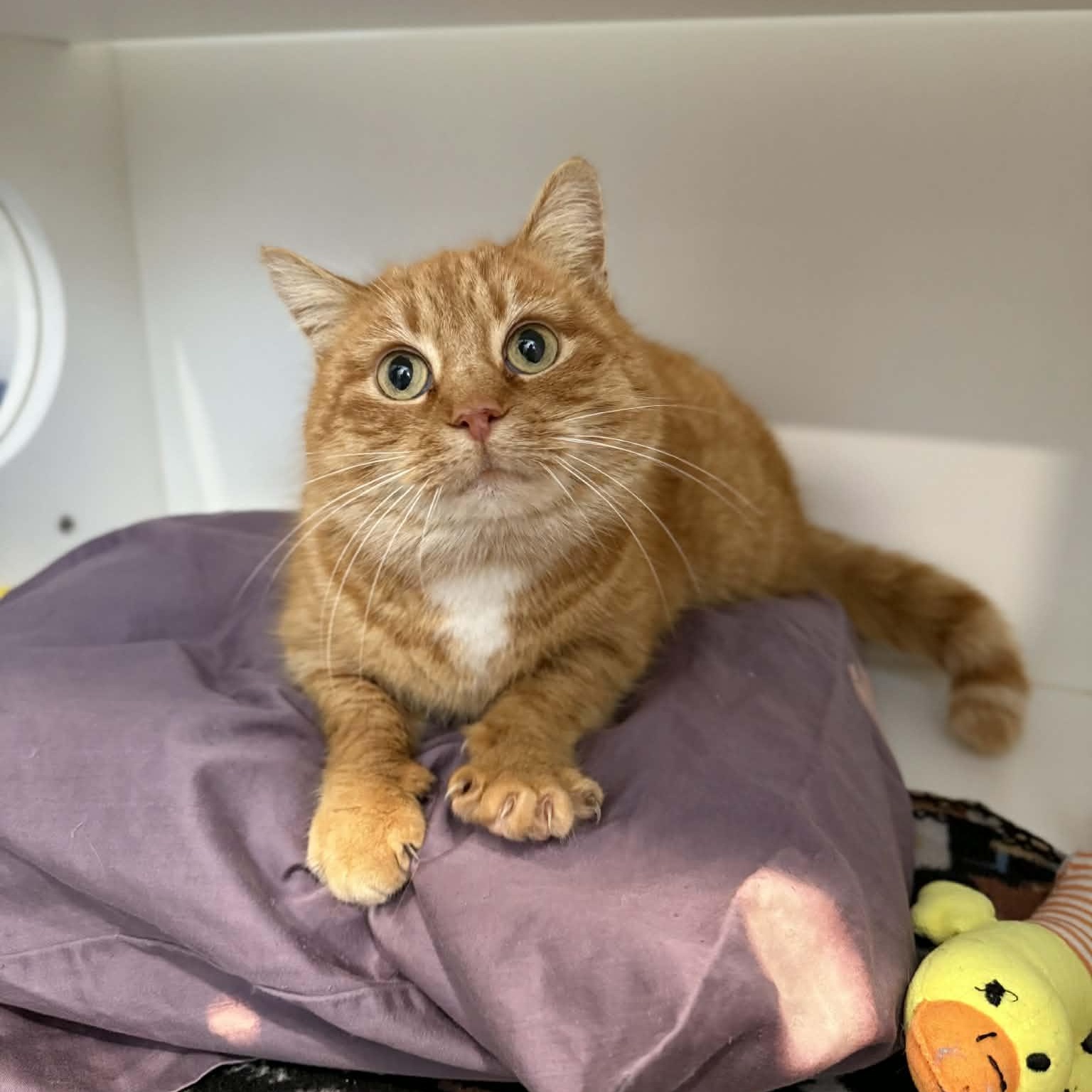 Enlarge Fromage, an adoptable mixed breed in Penn Yan, NY image 2/5