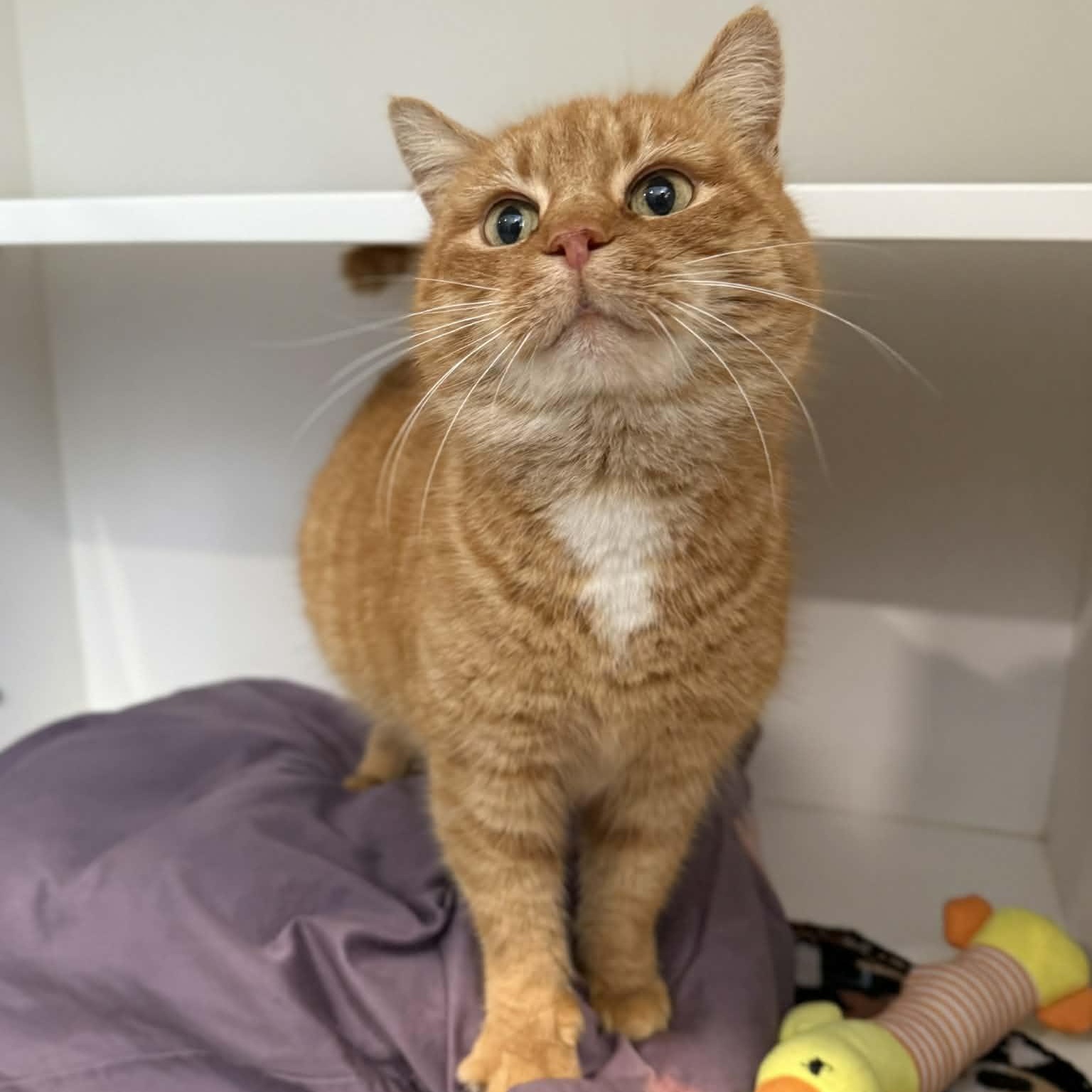 Fromage, adoptable, Adult Female Domestic Short Hair.