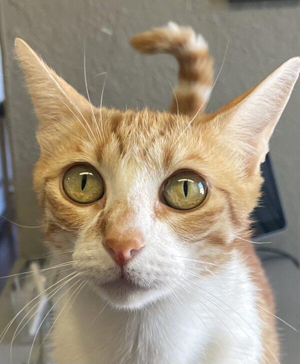 Ginger Snap