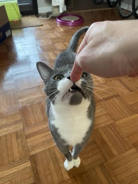 Enlarge Sou South, a Adoptable Domestic Short Hair in Philadelphia, PA image 4/4