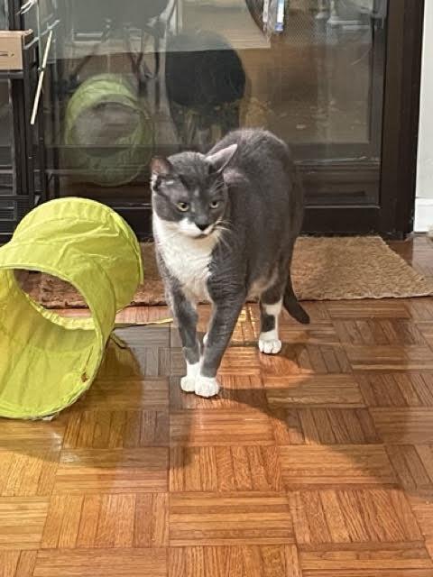 Sou South, Adoptable, Young Male Domestic Short Hair.