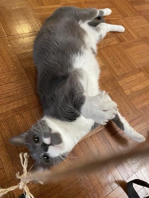 Enlarge Sou South, a Adoptable Domestic Short Hair in Philadelphia, PA image 2/4