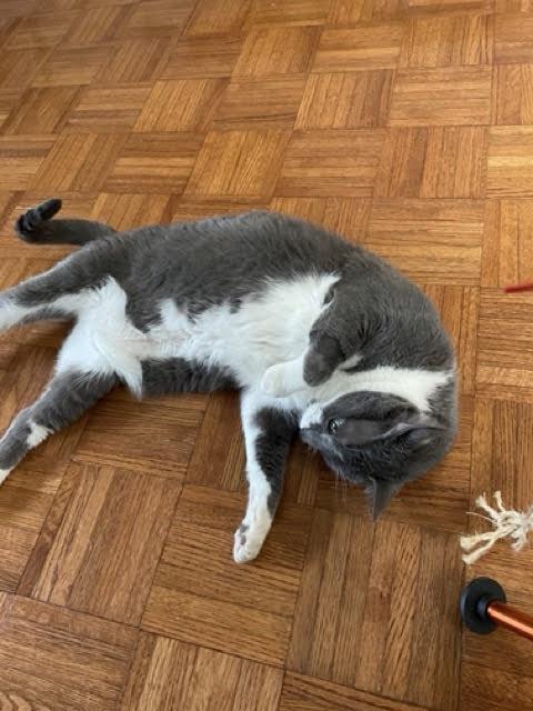 Enlarge Sou South, a Adoptable Domestic Short Hair in Philadelphia, PA image 3/4
