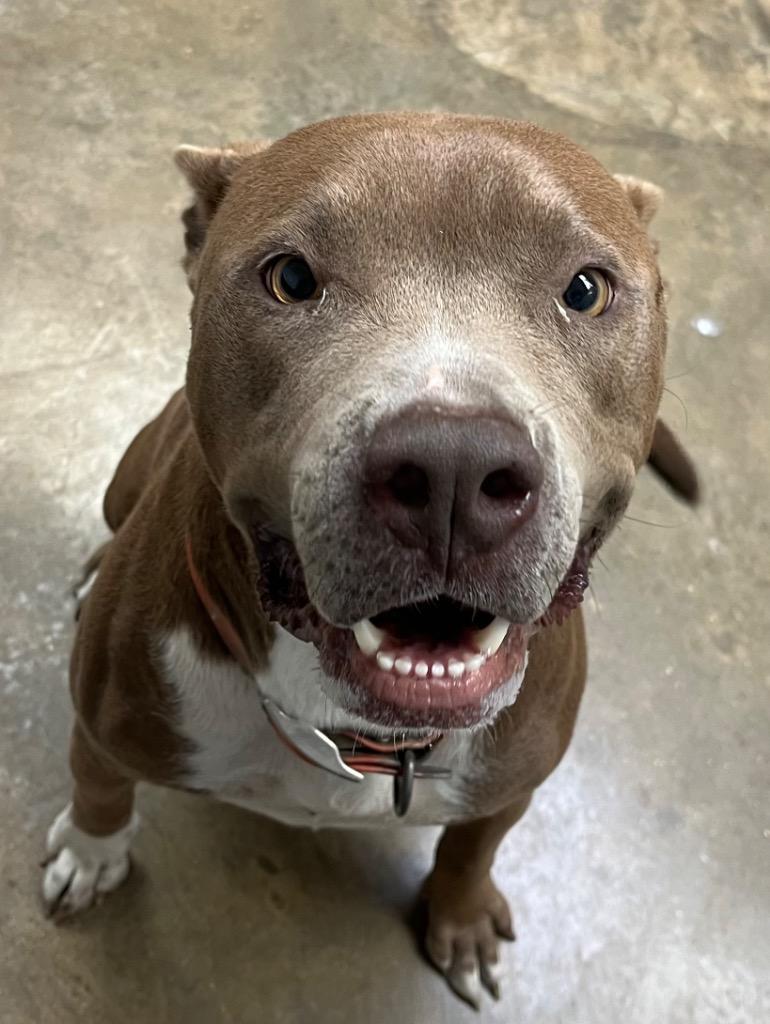 Enlarge Iyanna, a Adoptable mixed breed in Lockhart, TX image 1/2