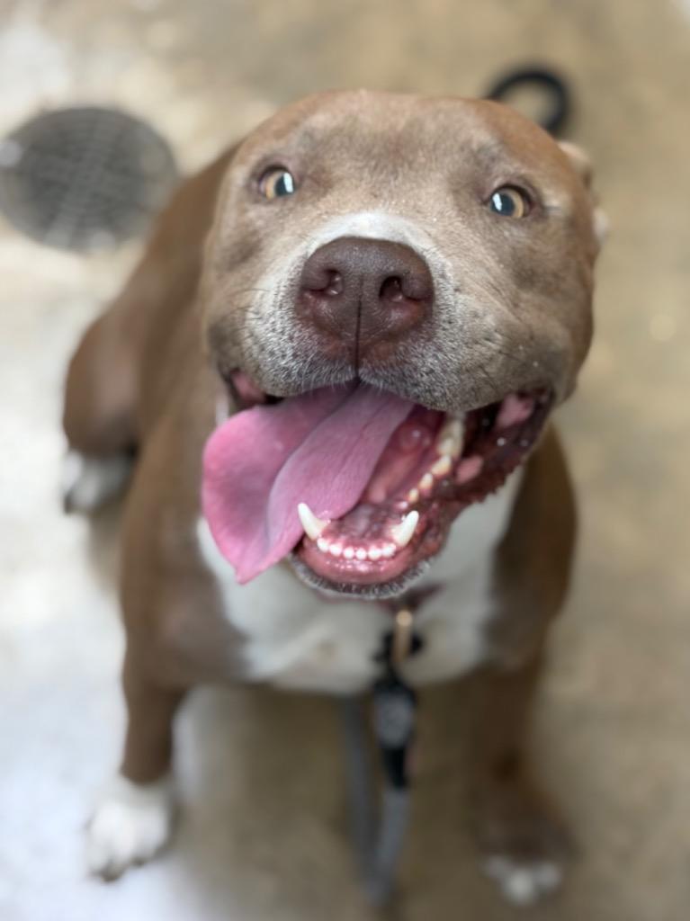 Iyanna, Adoptable, Adult Female Pit Bull Terrier & Mixed Breed.