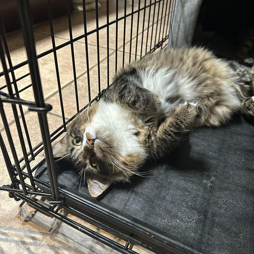 Chance, a ADOPTABLE American Shorthair in North Hollywood, CA image 4/6