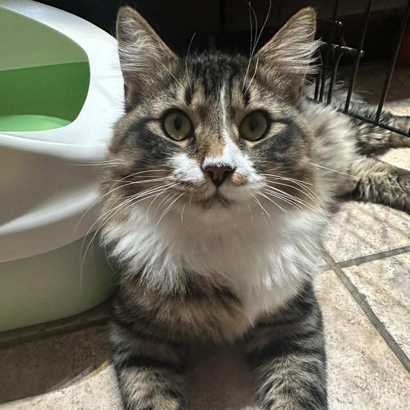 Chance, a ADOPTABLE American Shorthair in North Hollywood, CA image 1/6