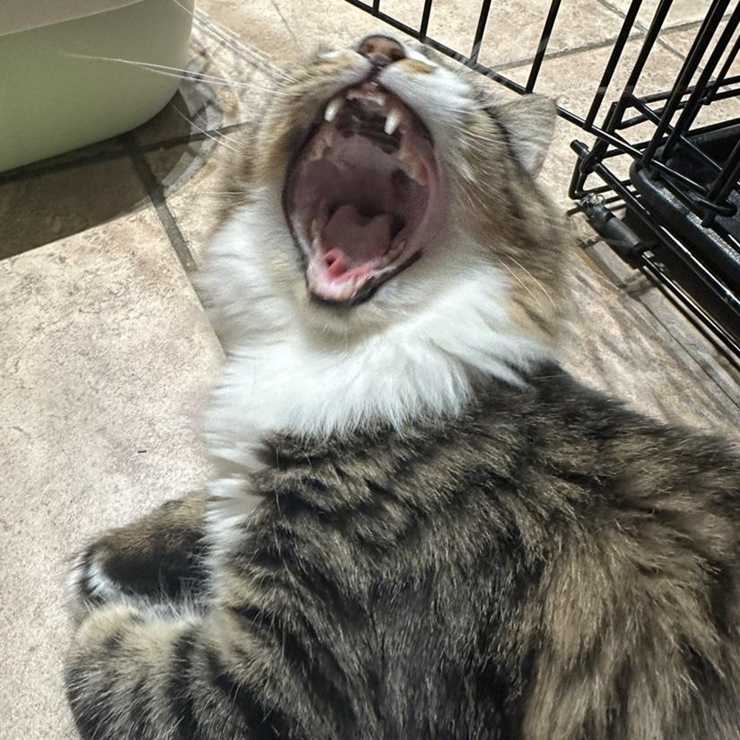Chance, a ADOPTABLE American Shorthair in North Hollywood, CA image 2/6