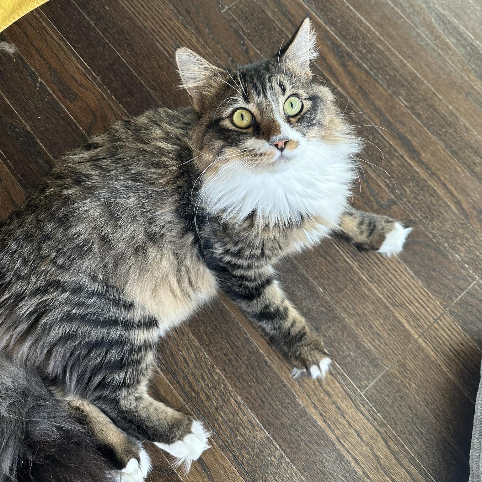 Chance, an adopted American Shorthair in North Hollywood, CA image 1/6