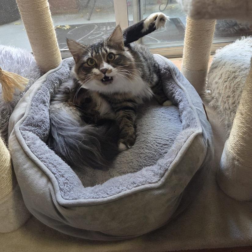 Chance, a ADOPTABLE American Shorthair in North Hollywood, CA image 5/6