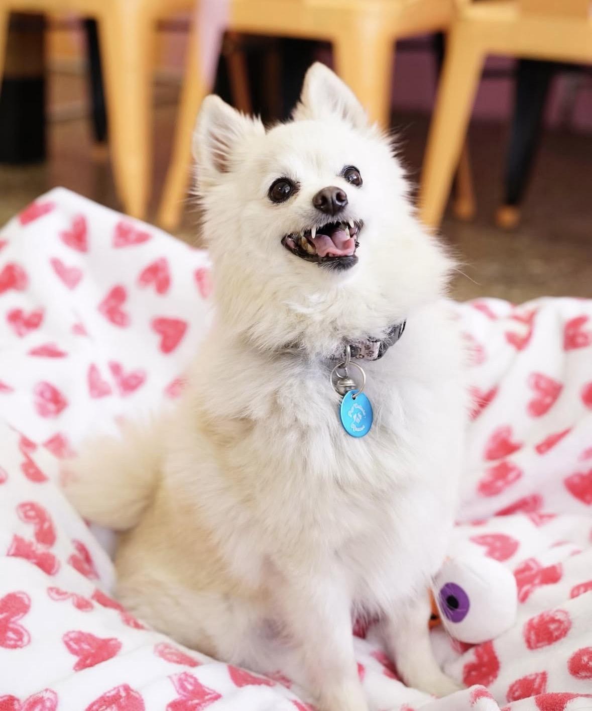 Perla, a ADOPTABLE mixed breed in Pasadena, CA image 4/6