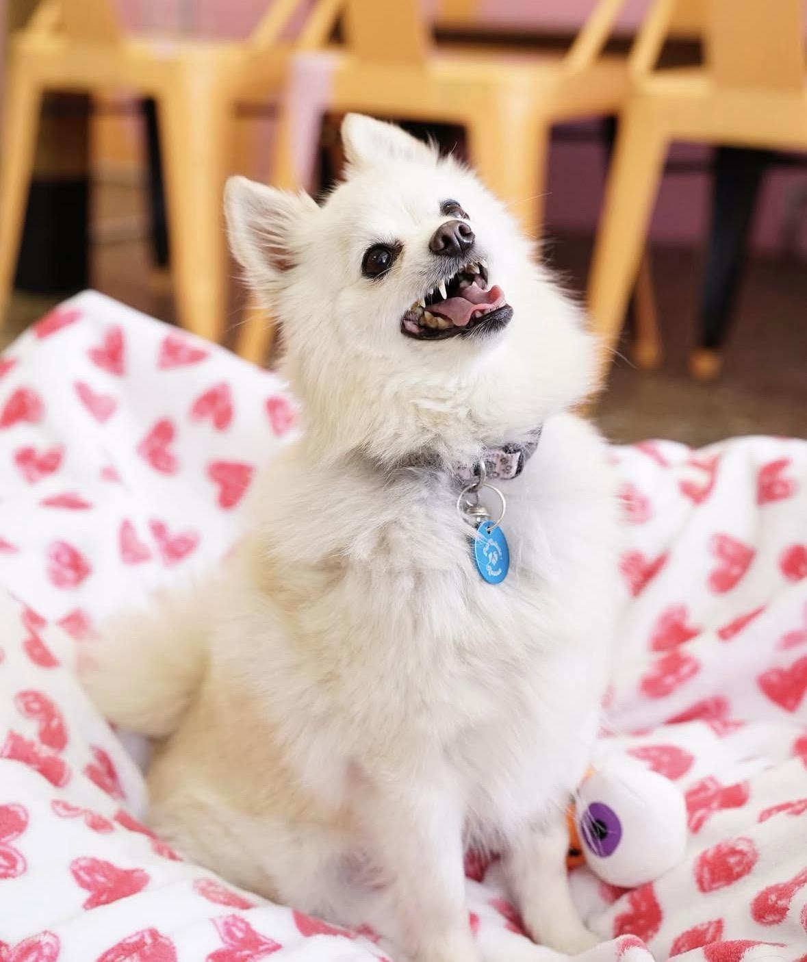 Enlarge Perla, a ADOPTABLE mixed breed in Pasadena, CA image 3/6