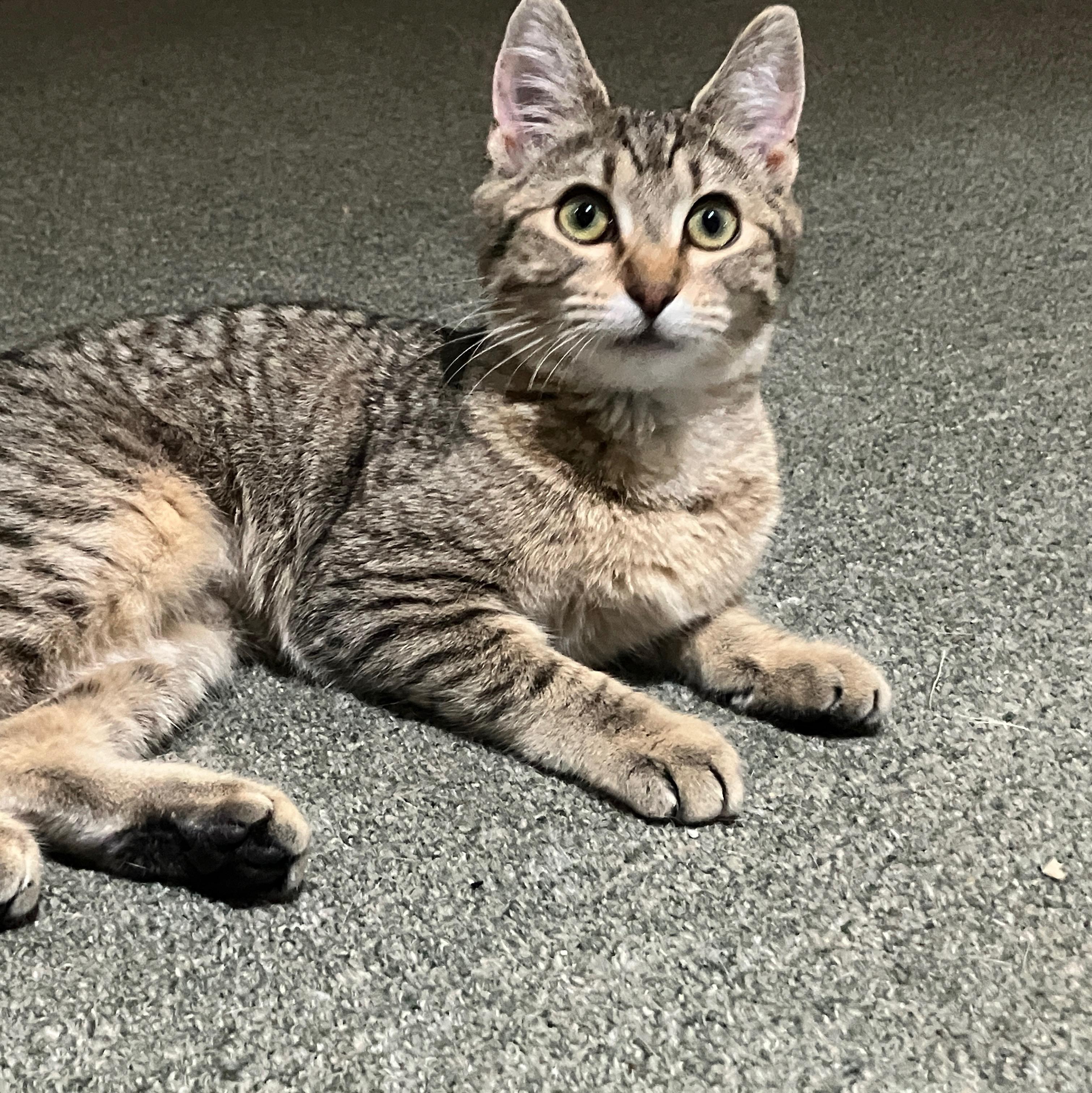 Arrabbiata – Confident, Friendly, and Full of Love, ADOPTABLE, Kitten Female Domestic Short Hair.