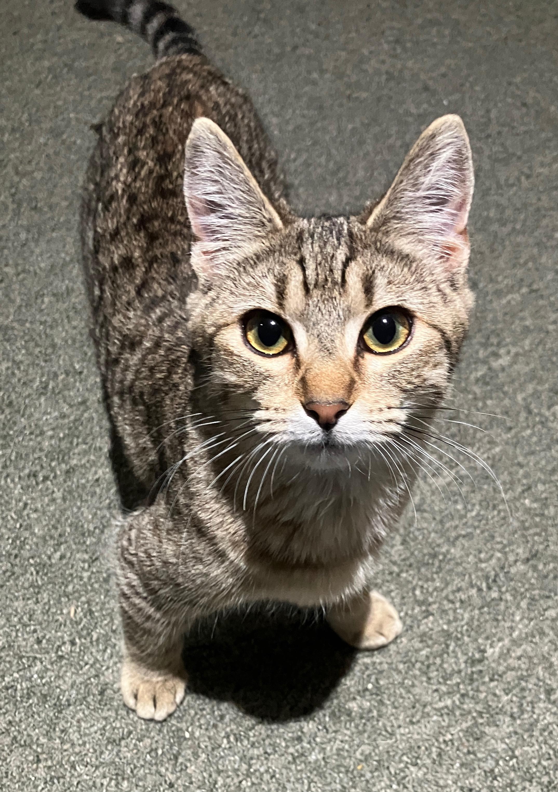 Enlarge Arrabbiata – Confident, Friendly, and Full of Love, a ADOPTABLE Domestic Short Hair in Prescott, AZ image 3/3