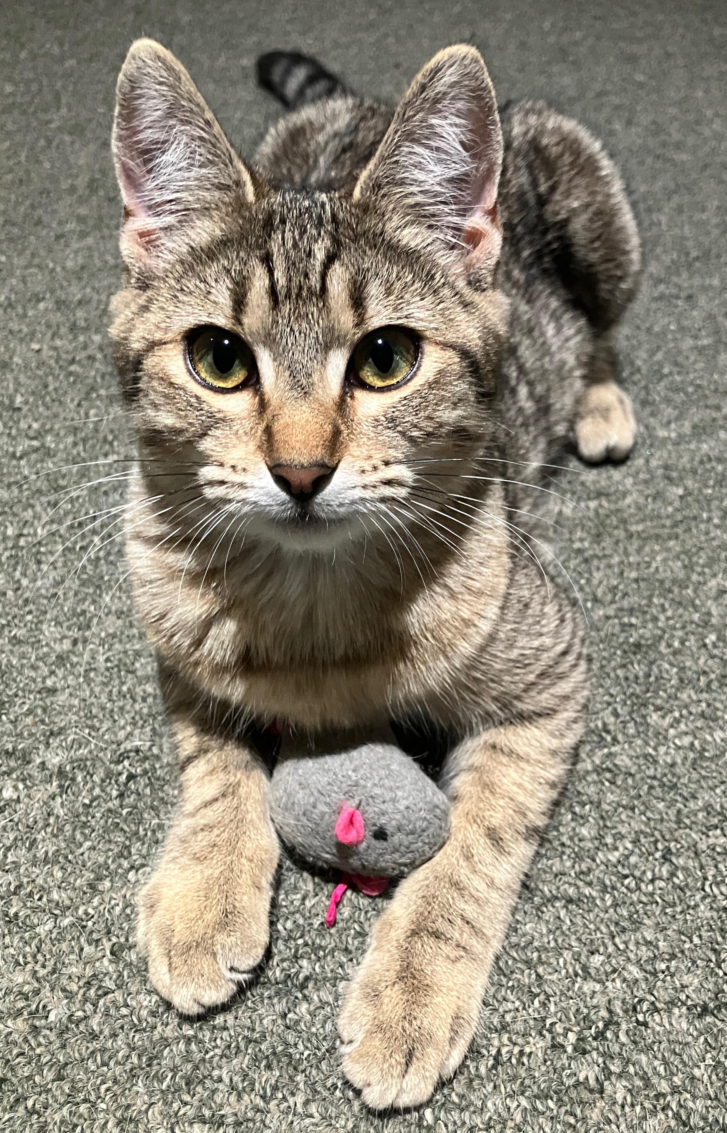 Enlarge Arrabbiata – Confident, Friendly, and Full of Love, a ADOPTABLE Domestic Short Hair in Prescott, AZ image 2/3