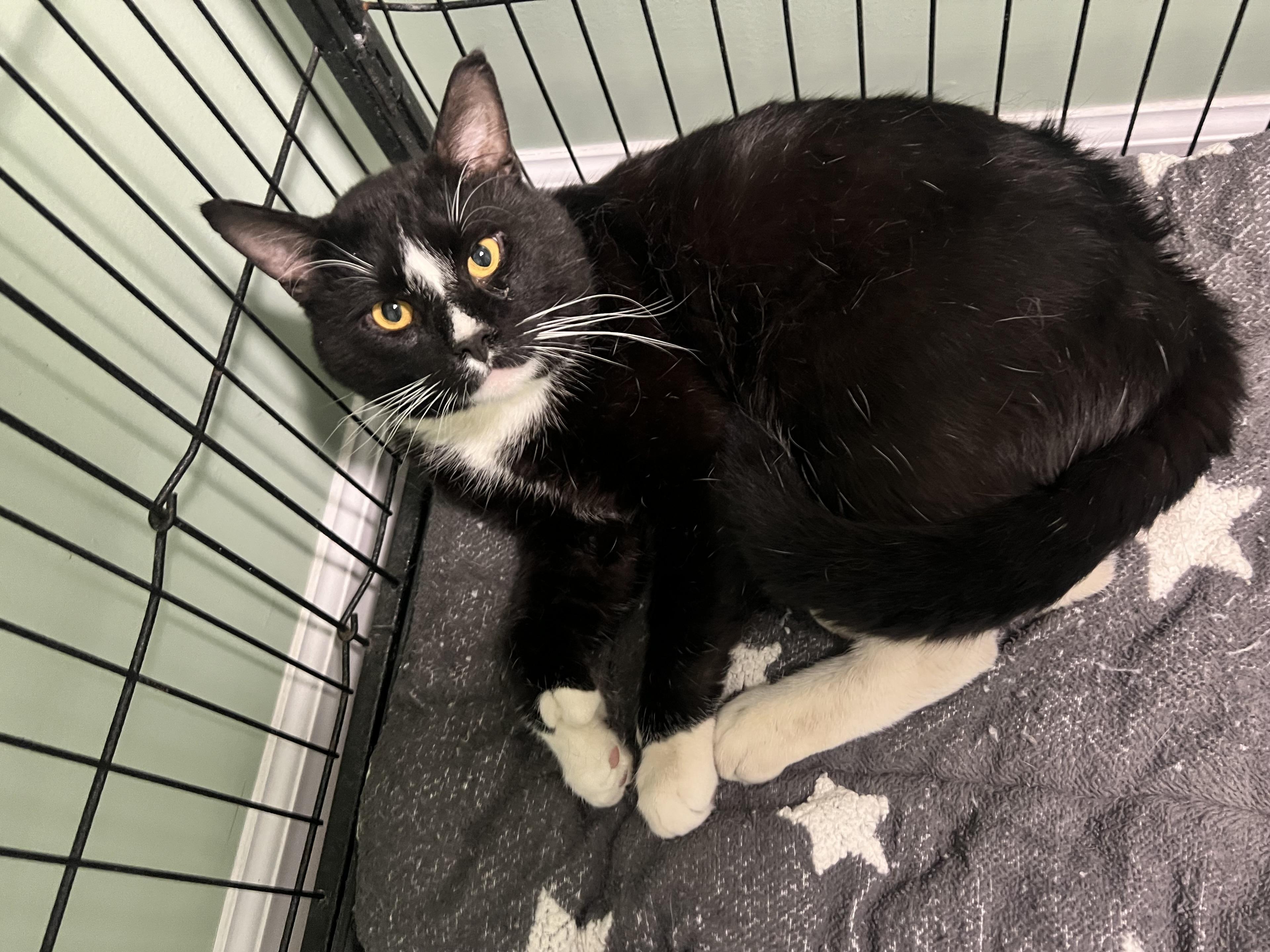 Orion, ADOPTABLE, Young Male Extra-Toes Cat / Hemingway Polydactyl.