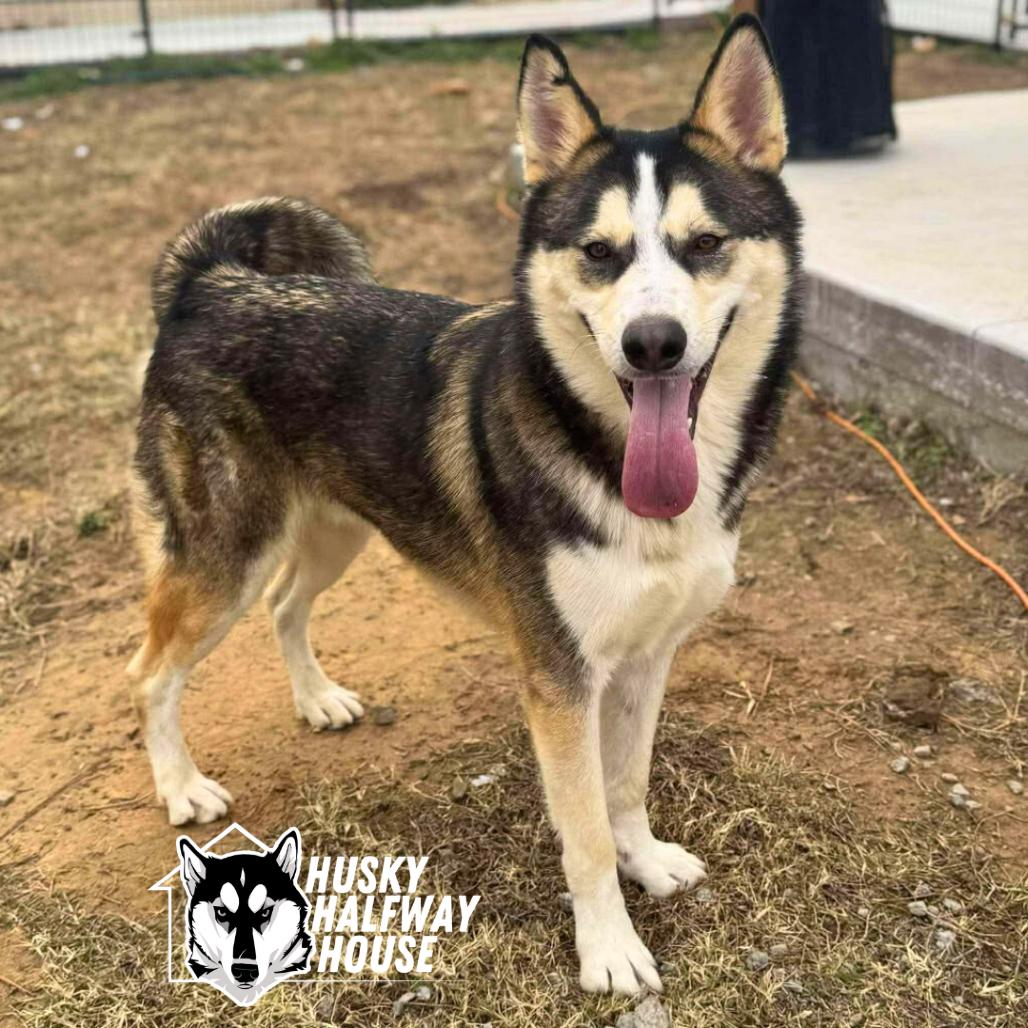 Cash, Adoptable, Adult Male Husky.