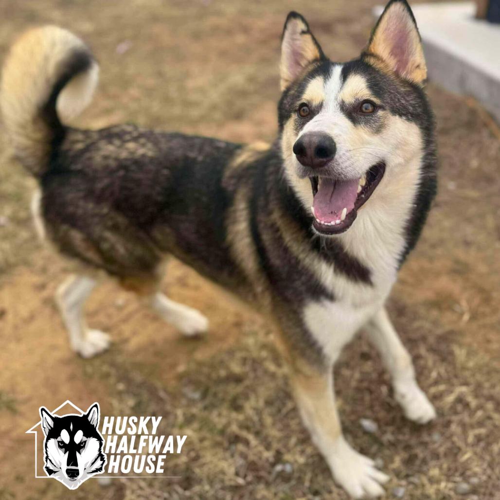 Enlarge Cash, a Adoptable Husky in Eufaula, OK image 2/6