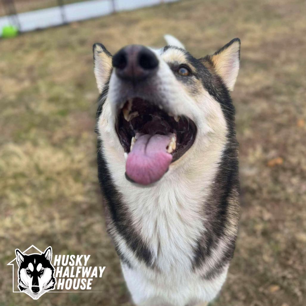 Enlarge Cash, a Adoptable Husky in Eufaula, OK image 3/6