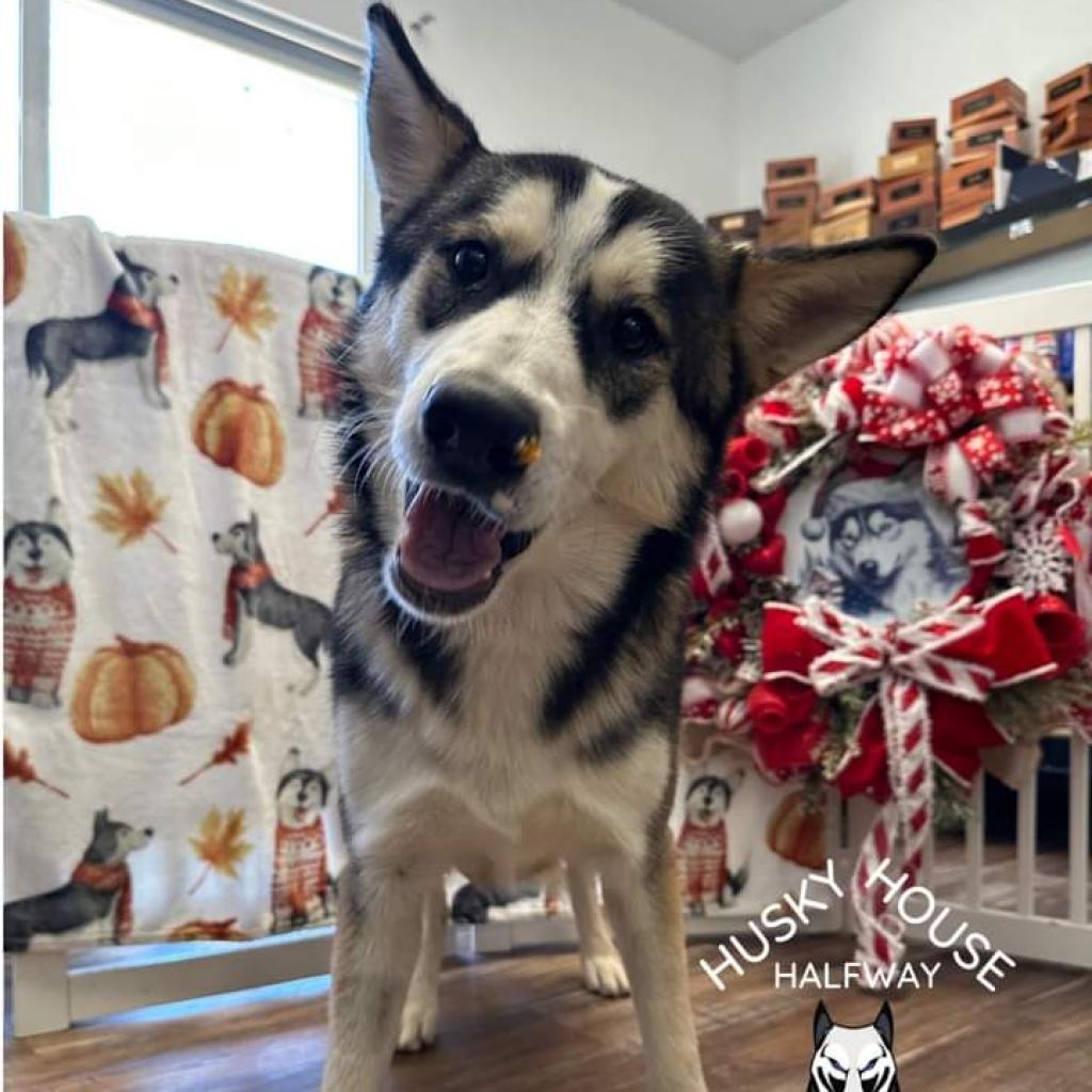 Enlarge Cash, a Adoptable Husky in Eufaula, OK image 4/6