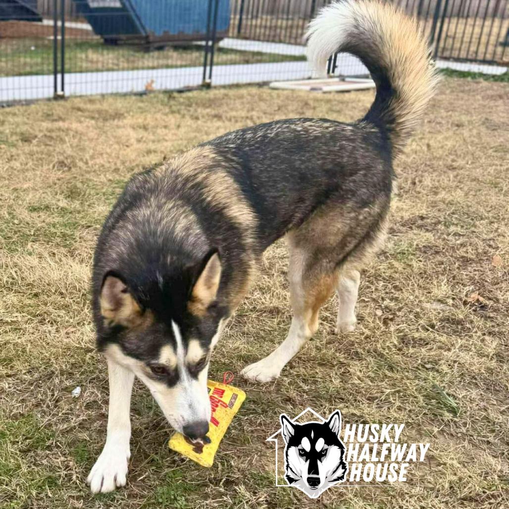 Enlarge Cash, a Adoptable Husky in Eufaula, OK image 5/6