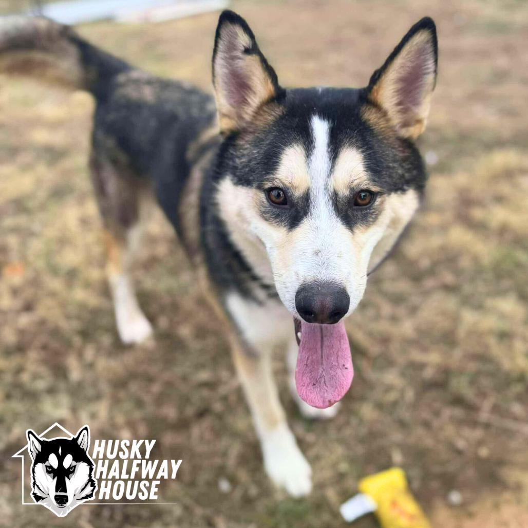 Enlarge Cash, a Adoptable Husky in Eufaula, OK image 6/6