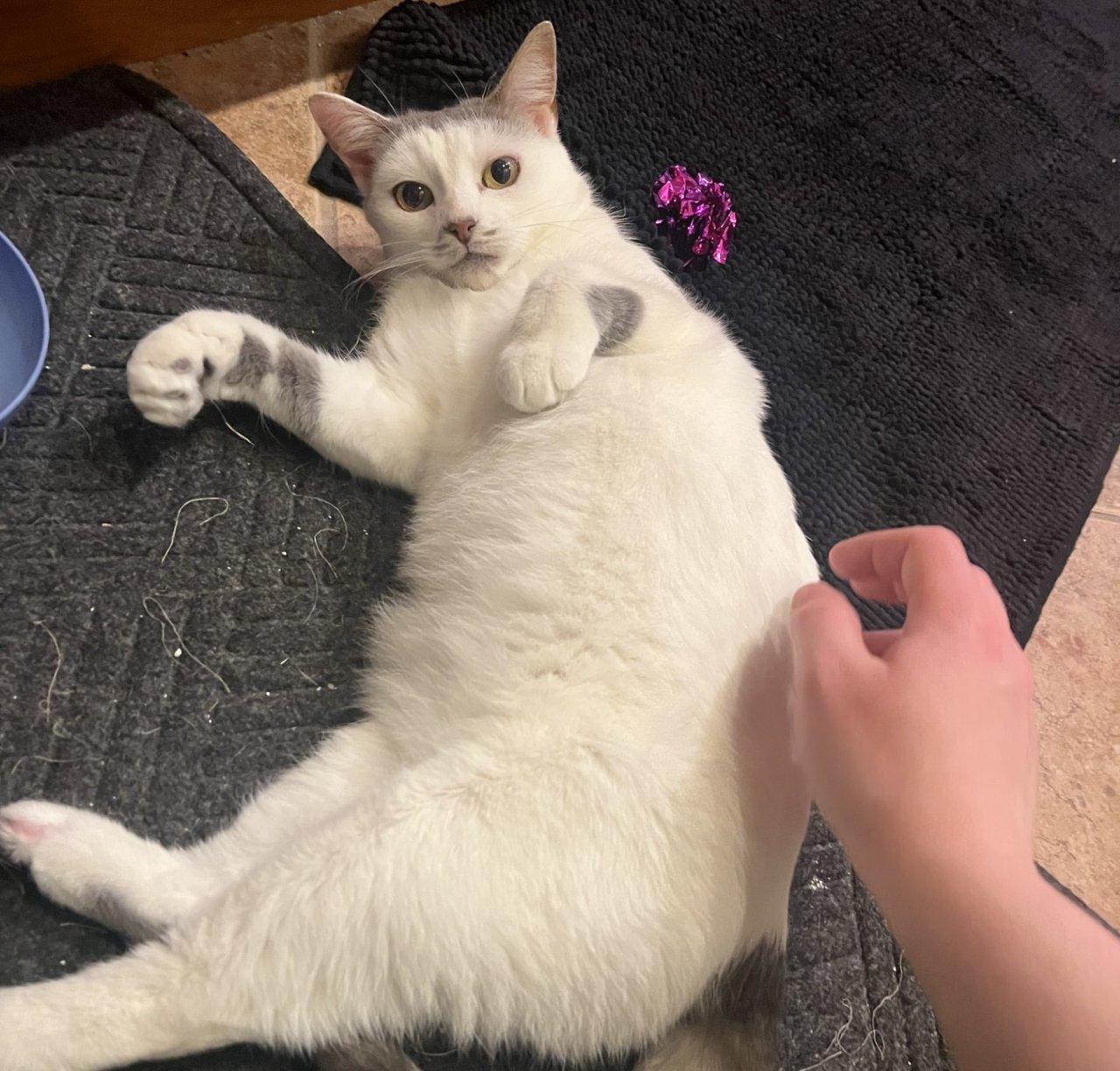 Roo, Adoptable, Adult Female Domestic Short Hair.