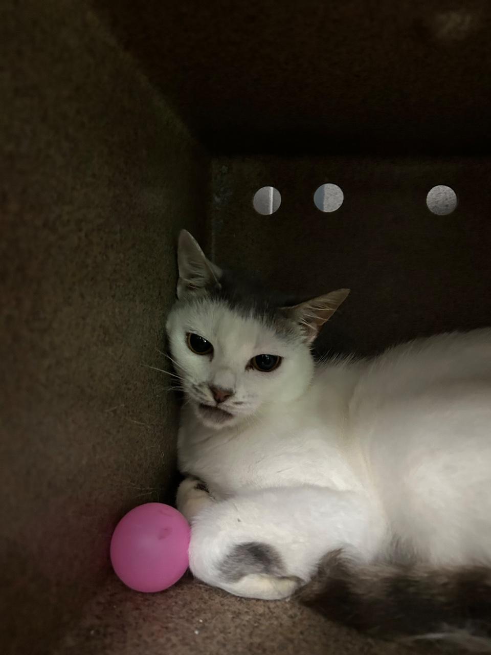 Enlarge Roo, a Adoptable Domestic Short Hair in Raleigh, NC image 2/3